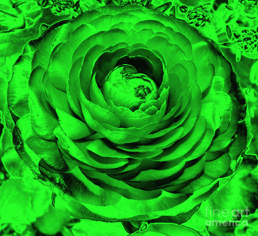 Ranunculus Flower With Chrome Effect Photograph