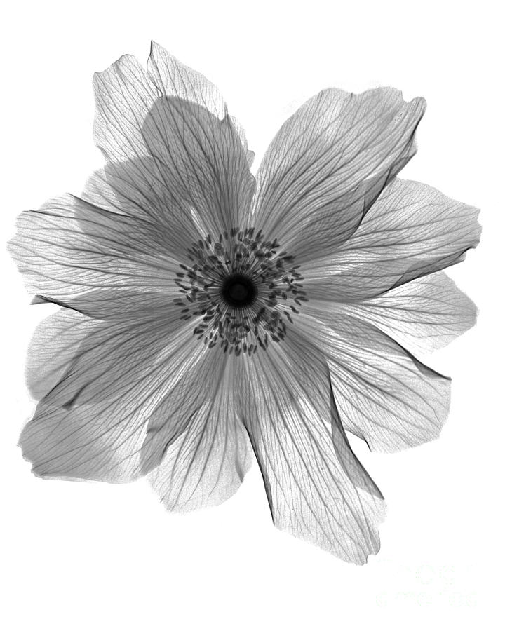Ranunculus Flower X-ray Photograph by Bert Myers