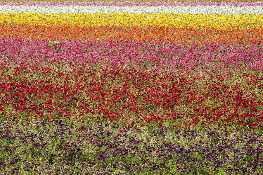 Ranunculus Flowers Photograph by Lee Kirchhevel