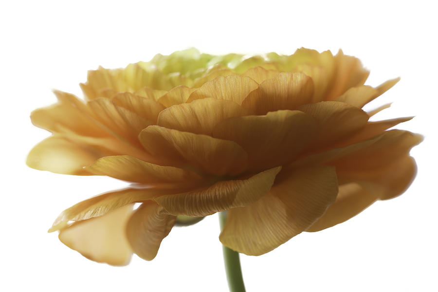 Ranunculus by Kim Aston Ranunculus by Kim Aston