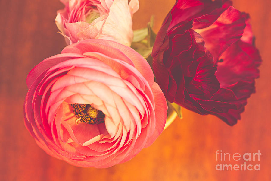 Flower Photograph - Ranunculus Love I by Mary  Smyth