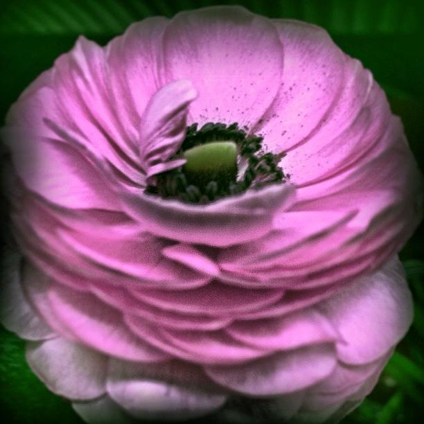 Flower Photograph - Ranunculus #ranunculus #flower #flowers by Cy Rena