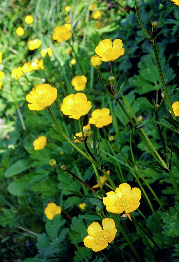 Ranunculus Repens Photograph by Annie Poole/science Photo Library