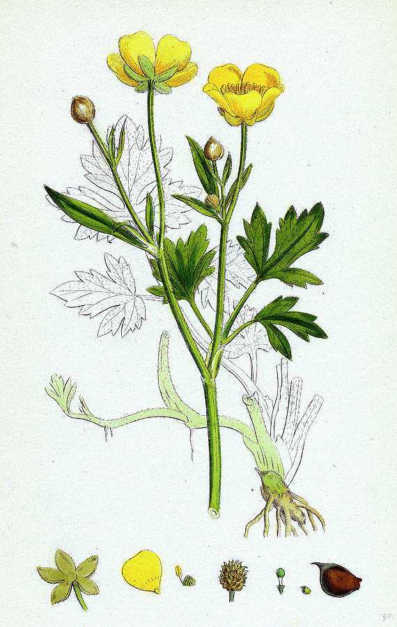 Ranunculus Repens Creeping Crowfoot Drawing by English School