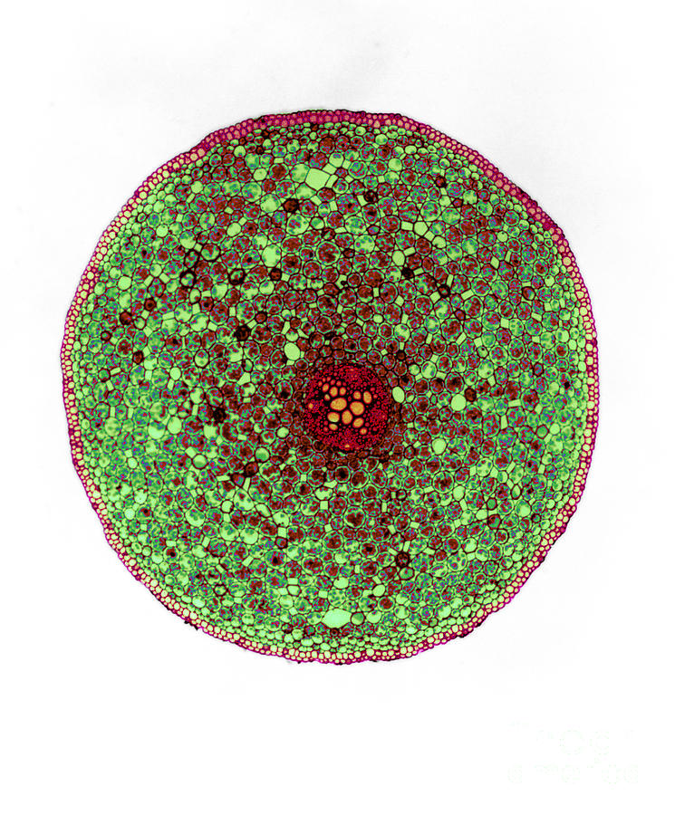 ranunculus root cross section