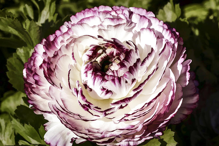 Ranunculus Digital Art by Photographic Art by Russel Ray Photos