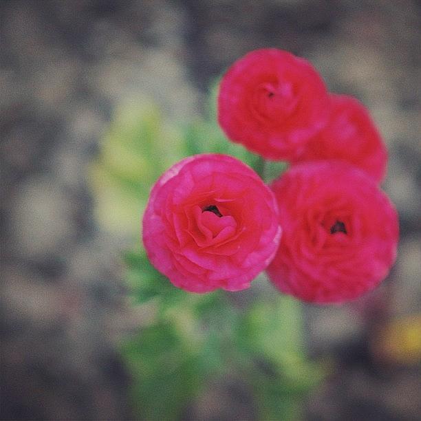 Flower Photograph - Ranunculus by Suzanne Clark