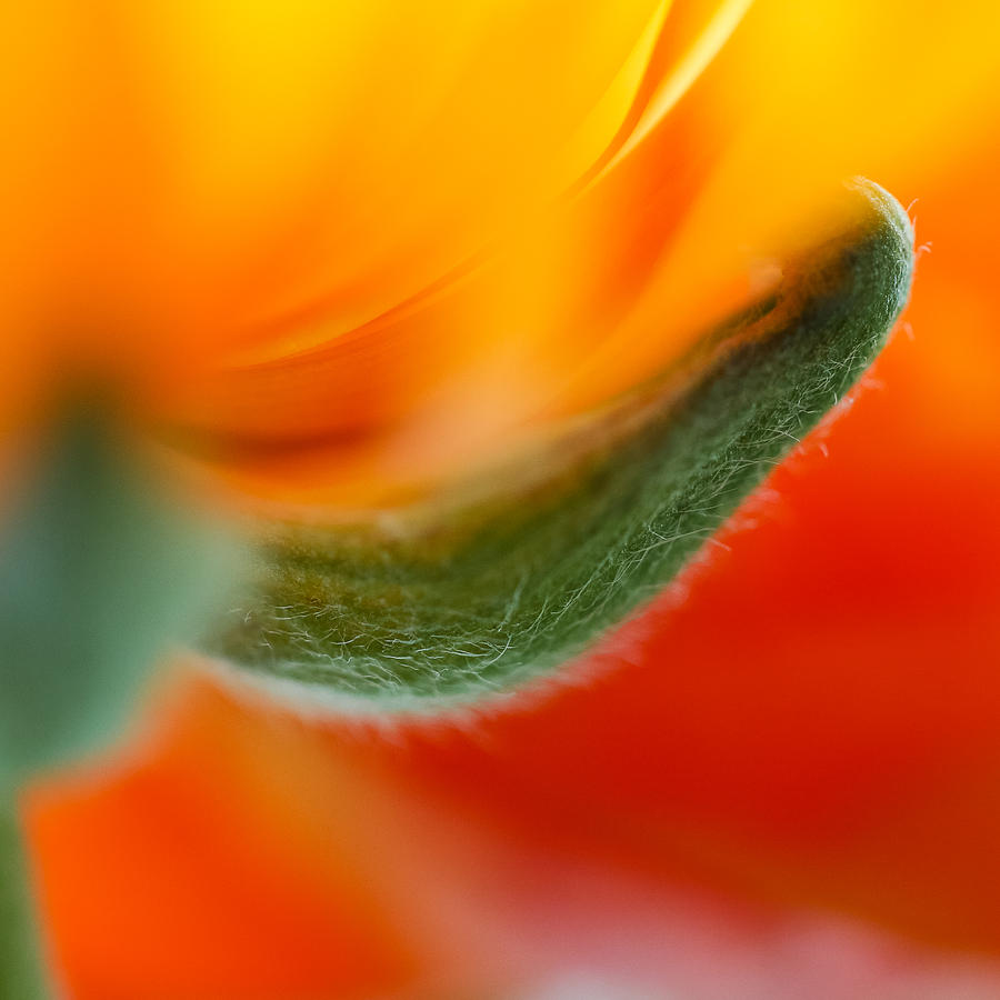 Flowers Still Life Photograph - Ranunculus Tres by Susan Keller