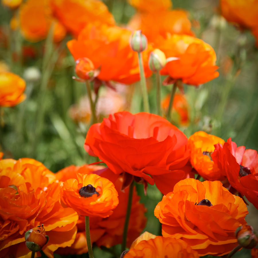 Ranunculus Unus Photograph by Susan Keller - Fine Art America