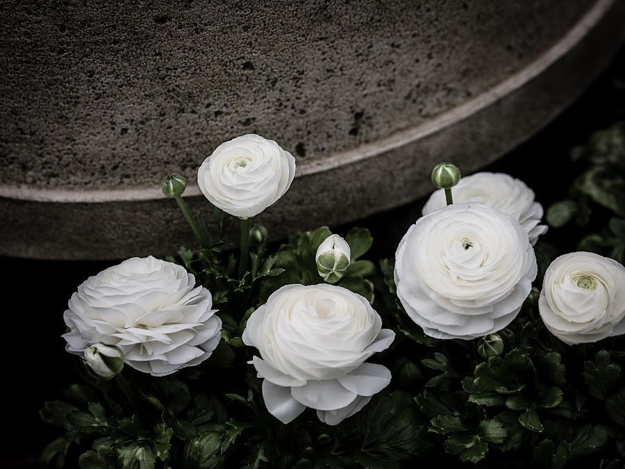 Ranunculus White Photograph by Rebecca Cozart