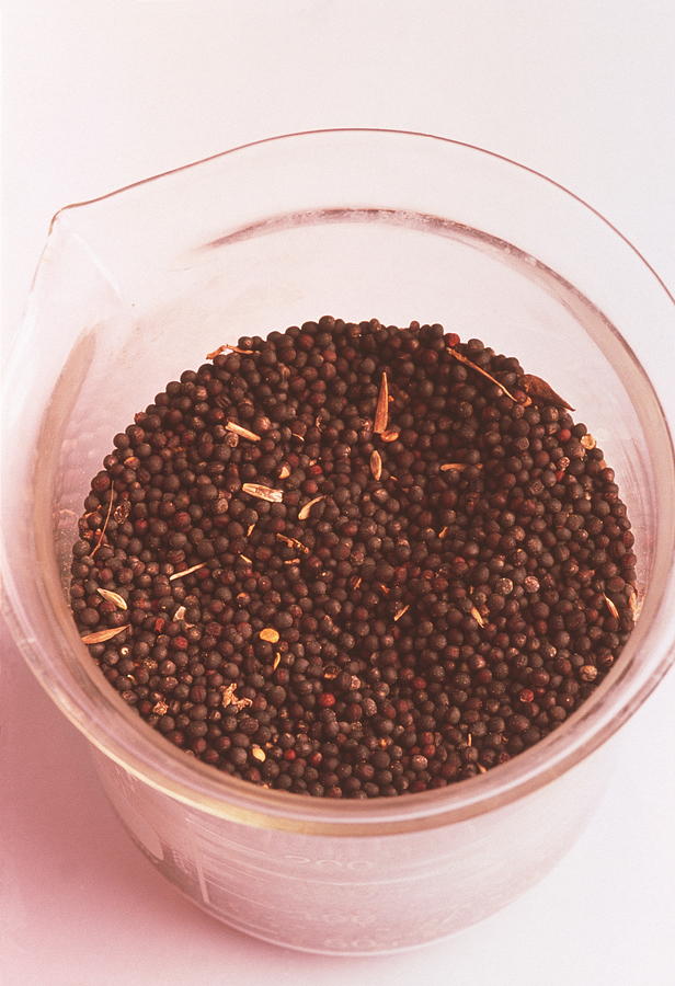 Rape Seeds Photograph by Science Photo Library Rape Seeds Photograph by Science Photo Library