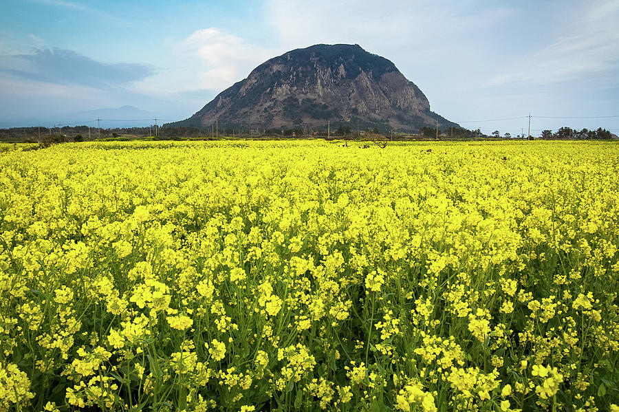 Rapeseed Blossoms On Jeju Island Photograph by Eric Hevesy