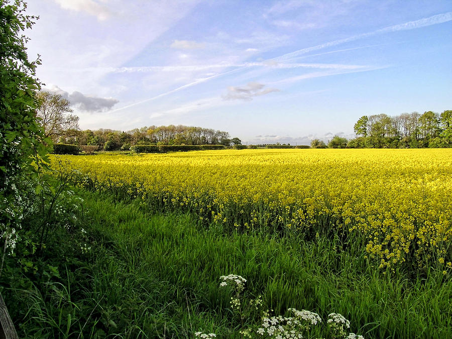 Rapeseed Field In Shropshire Photograph