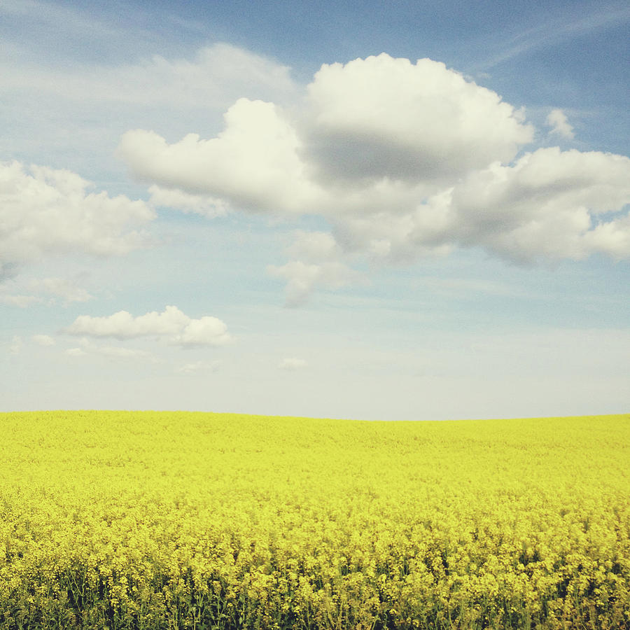 Rapeseed Field Photograph by Kevin Russ