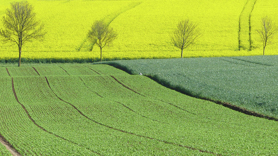 Rapeseed Field Photograph by M.gréard