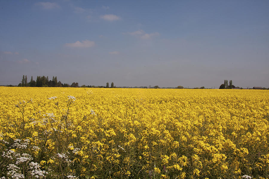 Rapeseed field. Photograph by Paul Scoullar