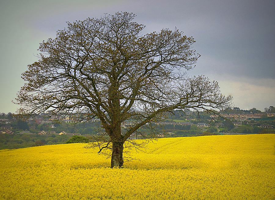 Rapeseed Field With A Lonely Tree In Photograph by Www.photographybykristina.zenfolio.com