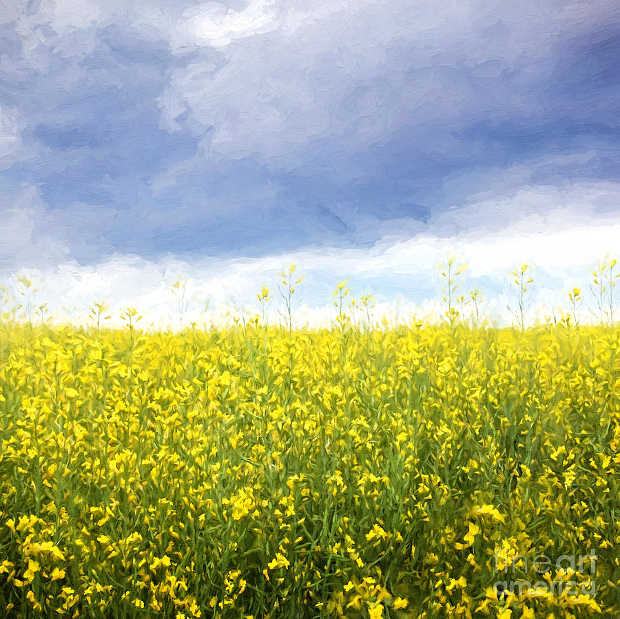 Canola fields with storm clouds/ Digital painting Photograph by Sandra Cunningham