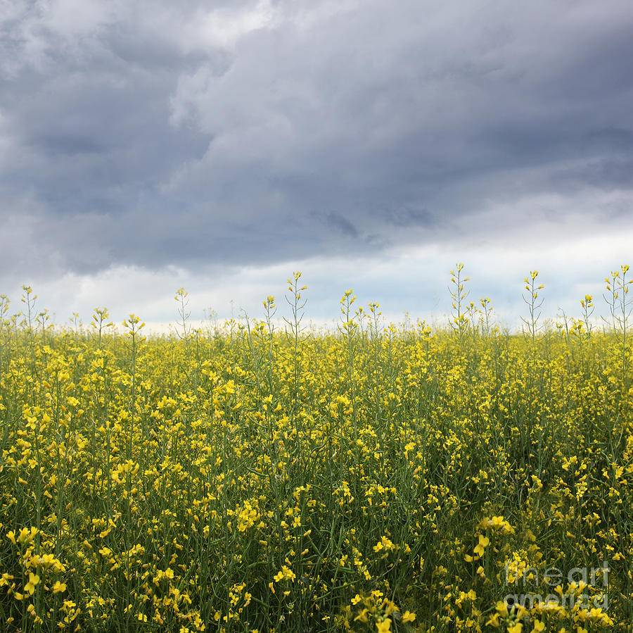 Rapeseed flower field with storm clouds Photograph by Sandra Cunningham