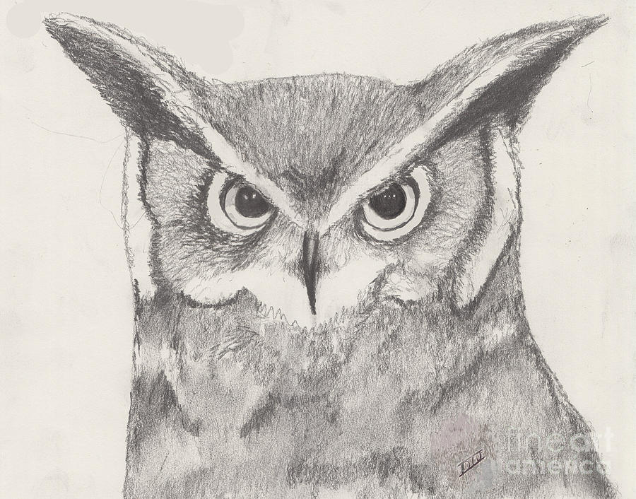 Owl Drawing - Rapt Attention by David Jackson