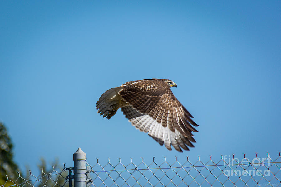 Hawk Photograph - Raptor - 4 by M Dale