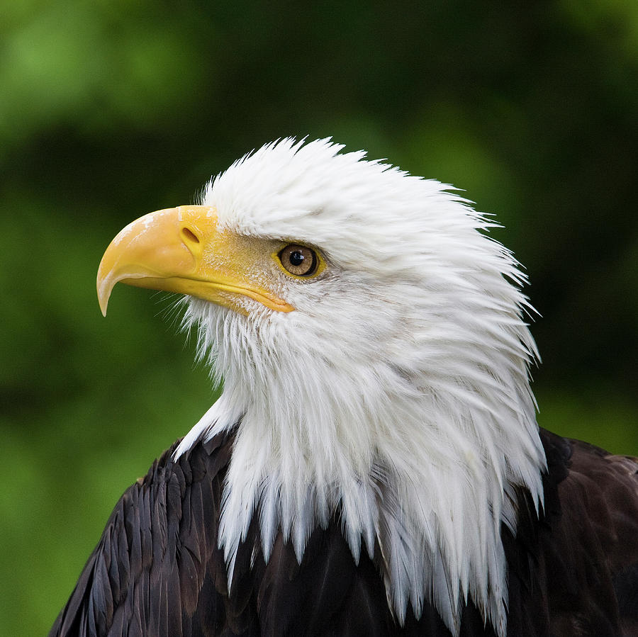 Raptor Center, Sitka, Alaska Photograph by Janet Muir | Fine Art America