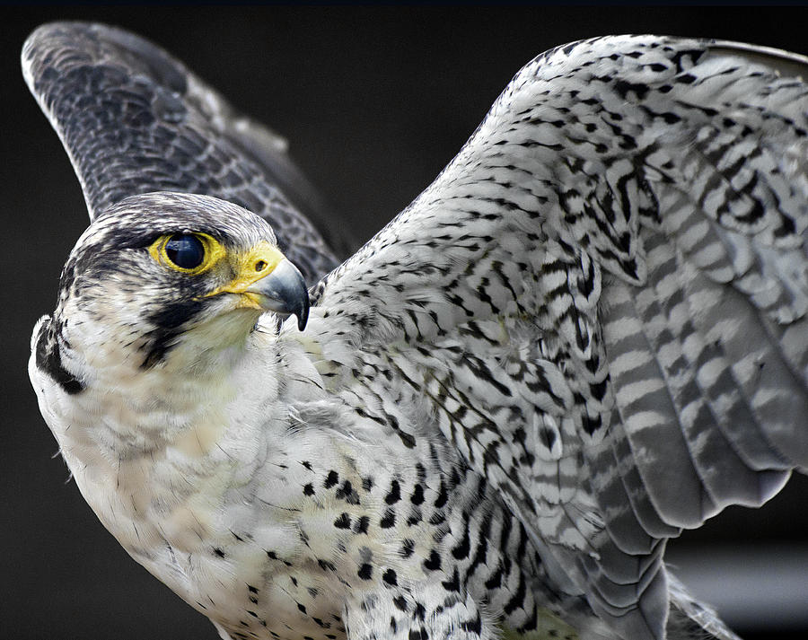 Eagle Photograph - Raptor by Fiona Messenger