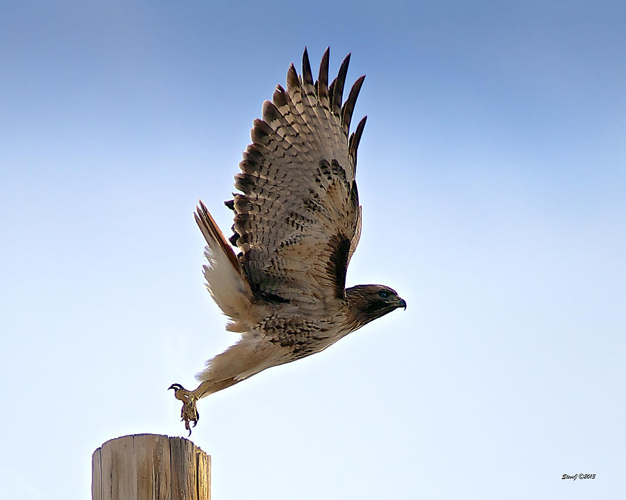 Raptor Road Red Tail Hawk Photograph by Stephen Johnson