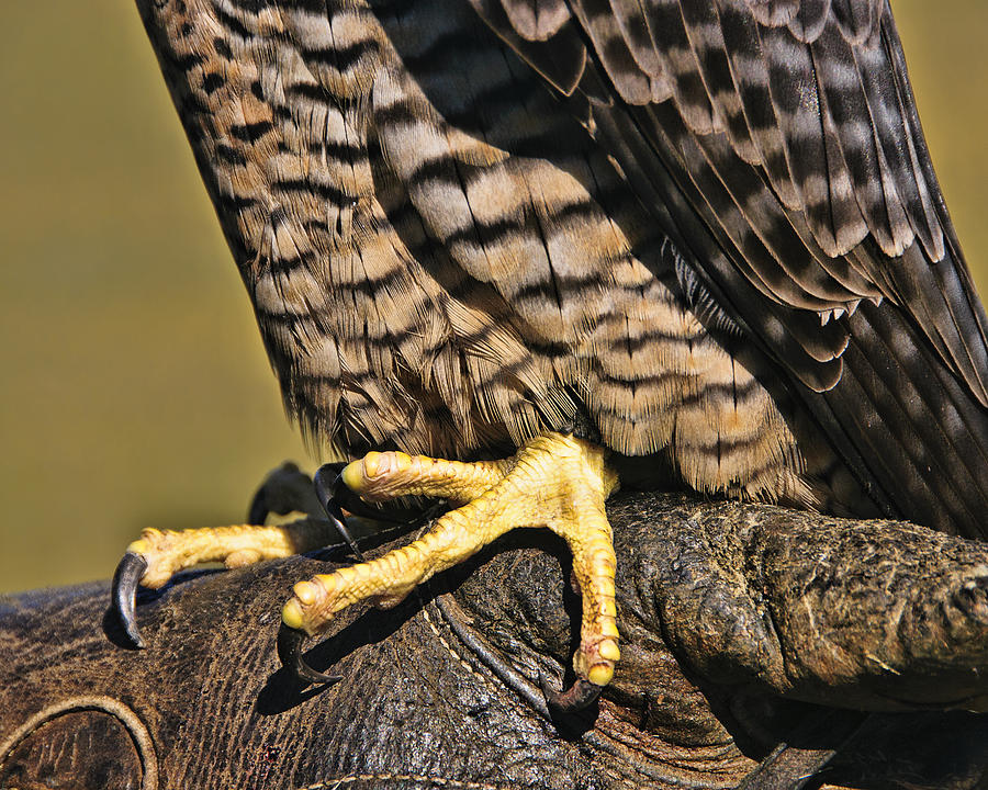 Raptor Talons Photograph by Betty Eich