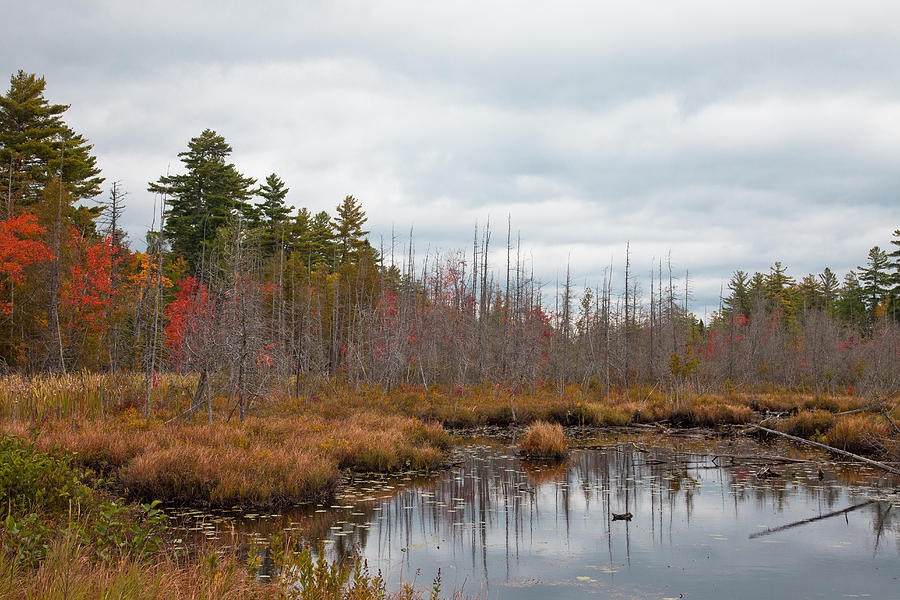 Fall Photograph - Raquette Lakes Browns Track Inlet by David Patterson