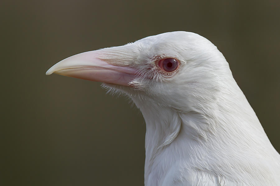 Rare albino crow Photograph by Alan Tunnicliffe Photography