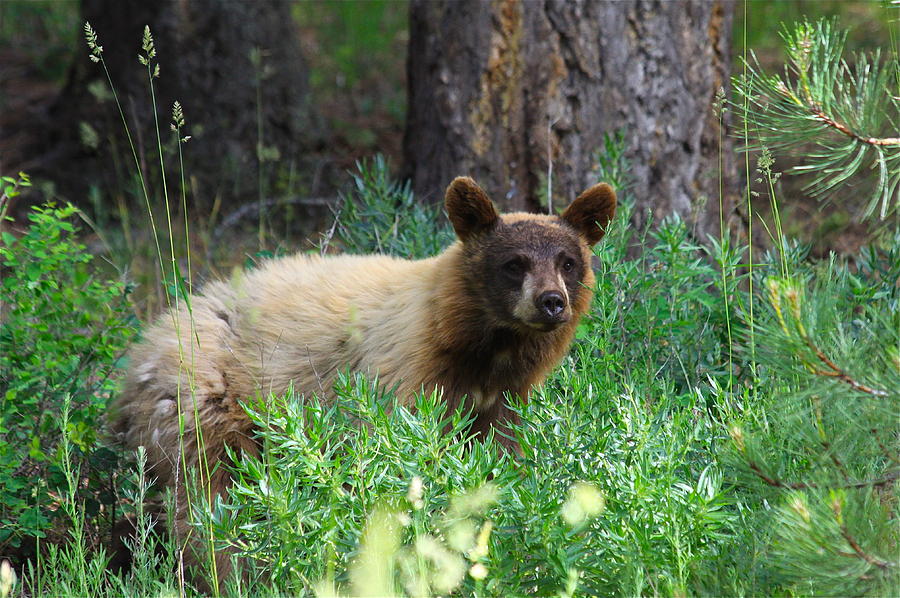 Wildlife Photograph - Rare Black Bear Cub Cinnamon Red by Karon Melillo DeVega