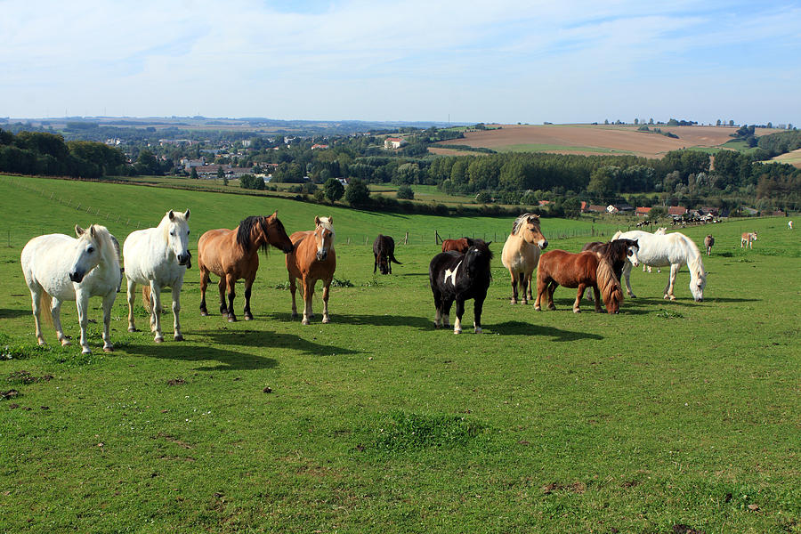 Herd Of Horses In A Field Photograph by Aidan Moran