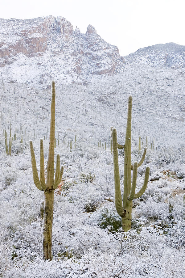 Rare Desert Snow On Saguaro Cactus Photograph by Craig K. Lorenz