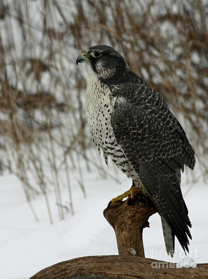 Winter Photograph - rare Discovery Gyrfalcon in the Winter Snow by Inspired Nature Photography Fine Art Photography