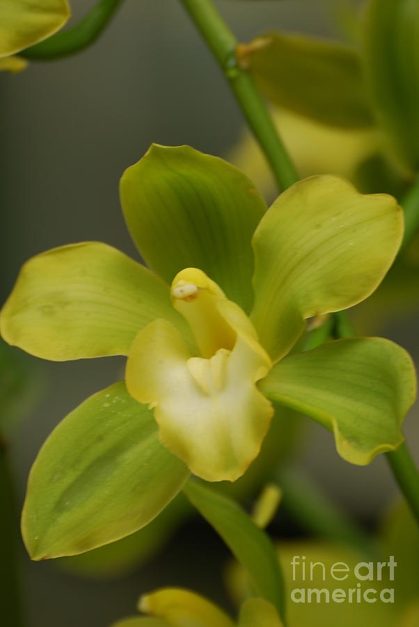 Rare Green Orchid Photograph by DejaVu Designs