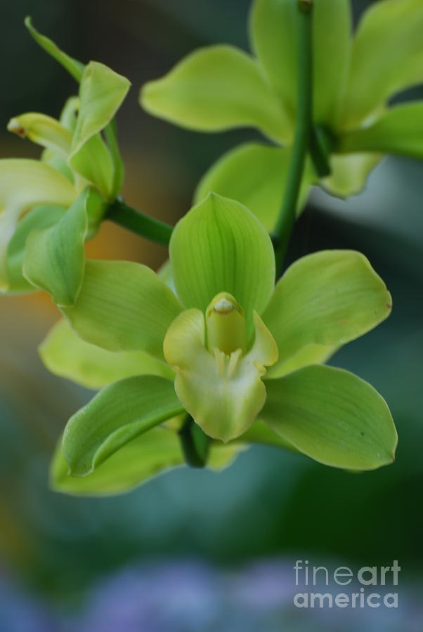Orchid Photograph - Rare Green Orchids by DejaVu Designs