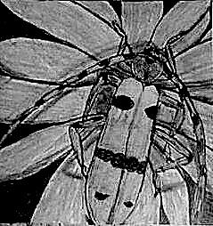 Rare-Grey Drawing by Dorothy Rafferty Rare-Grey Drawing by Dorothy Rafferty