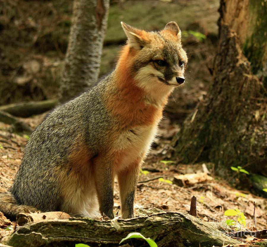 Rare Grey Fox on Alert in the Forest Photograph by Inspired Nature  Photography Fine Art Photography