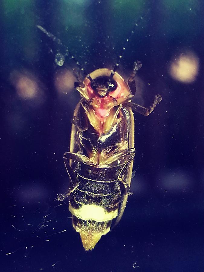 Rare Look at Lighting Bug Photograph by Ashley Hauger - Pixels