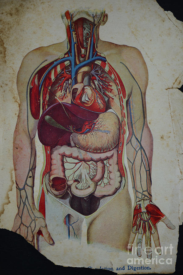 Rare Medical Illustration 3 of 4 Photograph by Paul Ward - Pixels