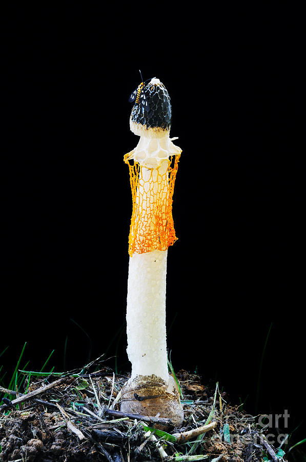 Mushroom Photograph - Rare Mushroom by William Voon