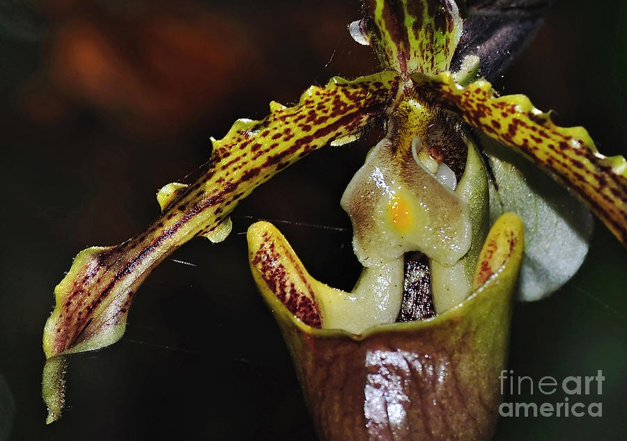 Orchid Photograph - Rare Orchid - Paphiopedilum Gratrixianum - Close up by Kaye Menner