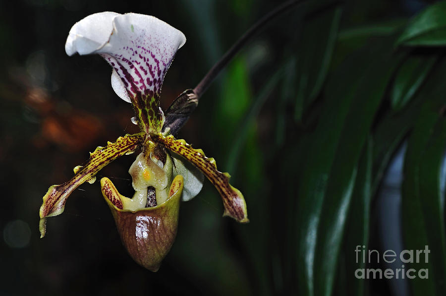 Orchid Photograph - Rare Orchid - Paphiopedilum Gratrixianum by Kaye Menner