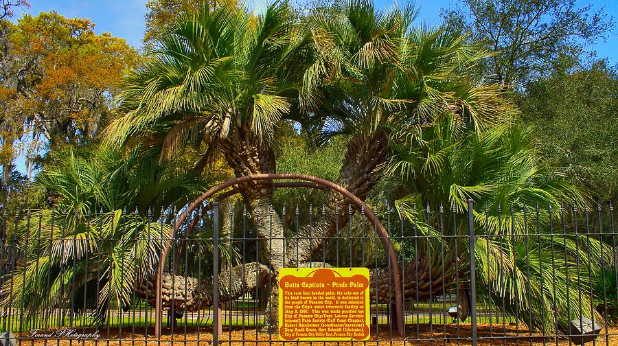 Unique Photograph - Rare Palm Tree by Debra Forand