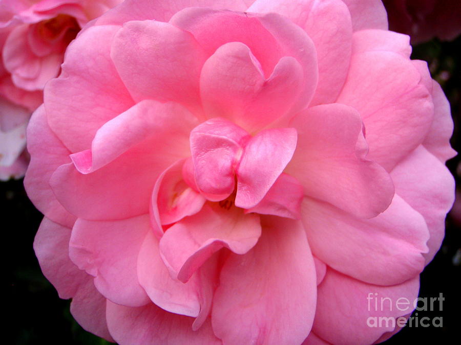 Rose Photograph - Rare Pink Rose by Mary Deal
