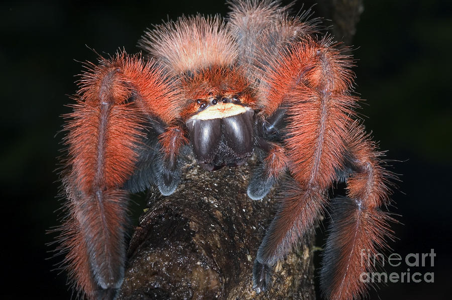 Rare Spider From Madagascar Photograph by Greg Dimijian