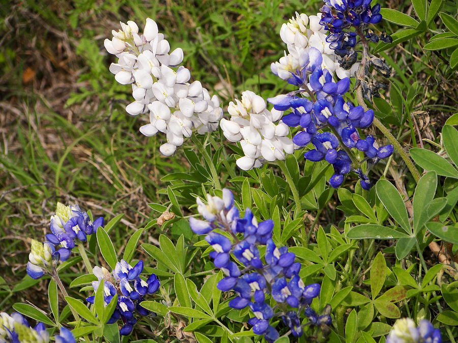 Rare White Bluebonnets Photograph by Donna Bevington - Fine Art America