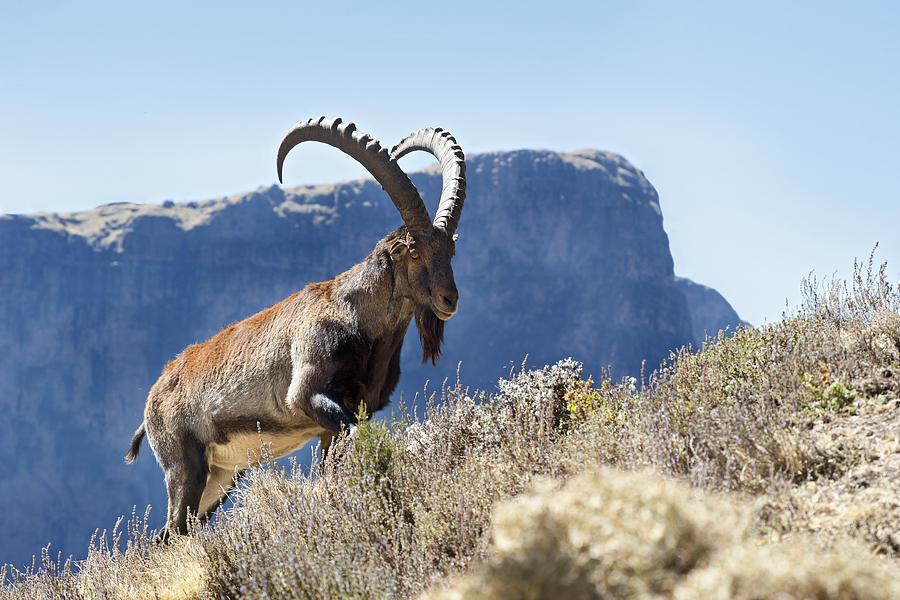 Rare wildlife shot of a Walia Ibex, Simien Mountains, Ethiopia Photograph by Guenterguni