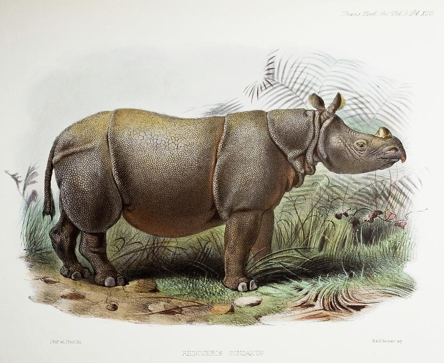 Rarest Large Mammal Javan Rhino Photograph by Paul D Stewart/science Photo Library